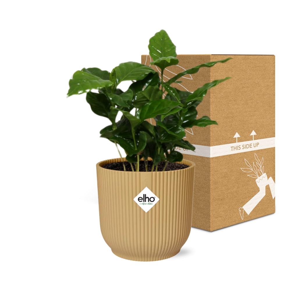 Coffea Arabica – Stilvolle Kaffeepflanze im ELHO Vibes Fold 14cm Gelb