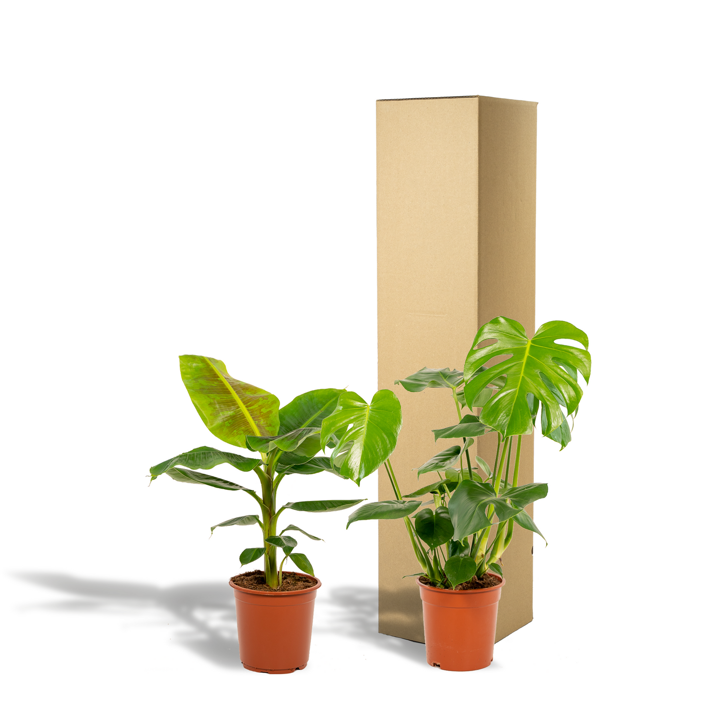 Monstera Deliciosa & Musa Dwarf Cavendish Set Ø21cm
