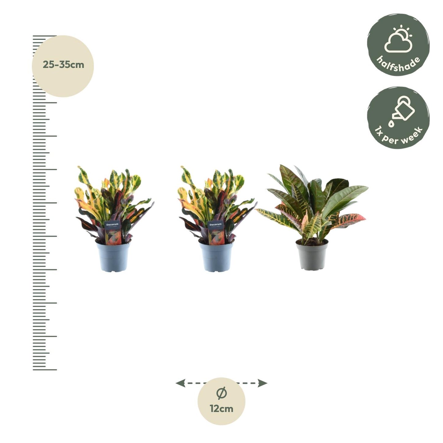 3er-Set Croton Codiaeum Mix – Bunte Blattschmuckpflanzen 30 cm