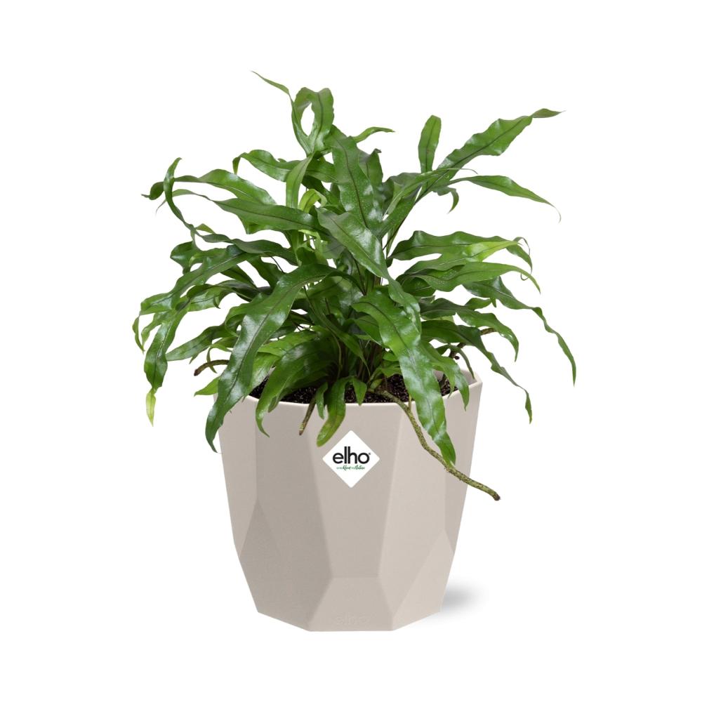 Microsorum Diversifolium – Känguru-Farn in ELHO b.for rock 14 cm warm grey