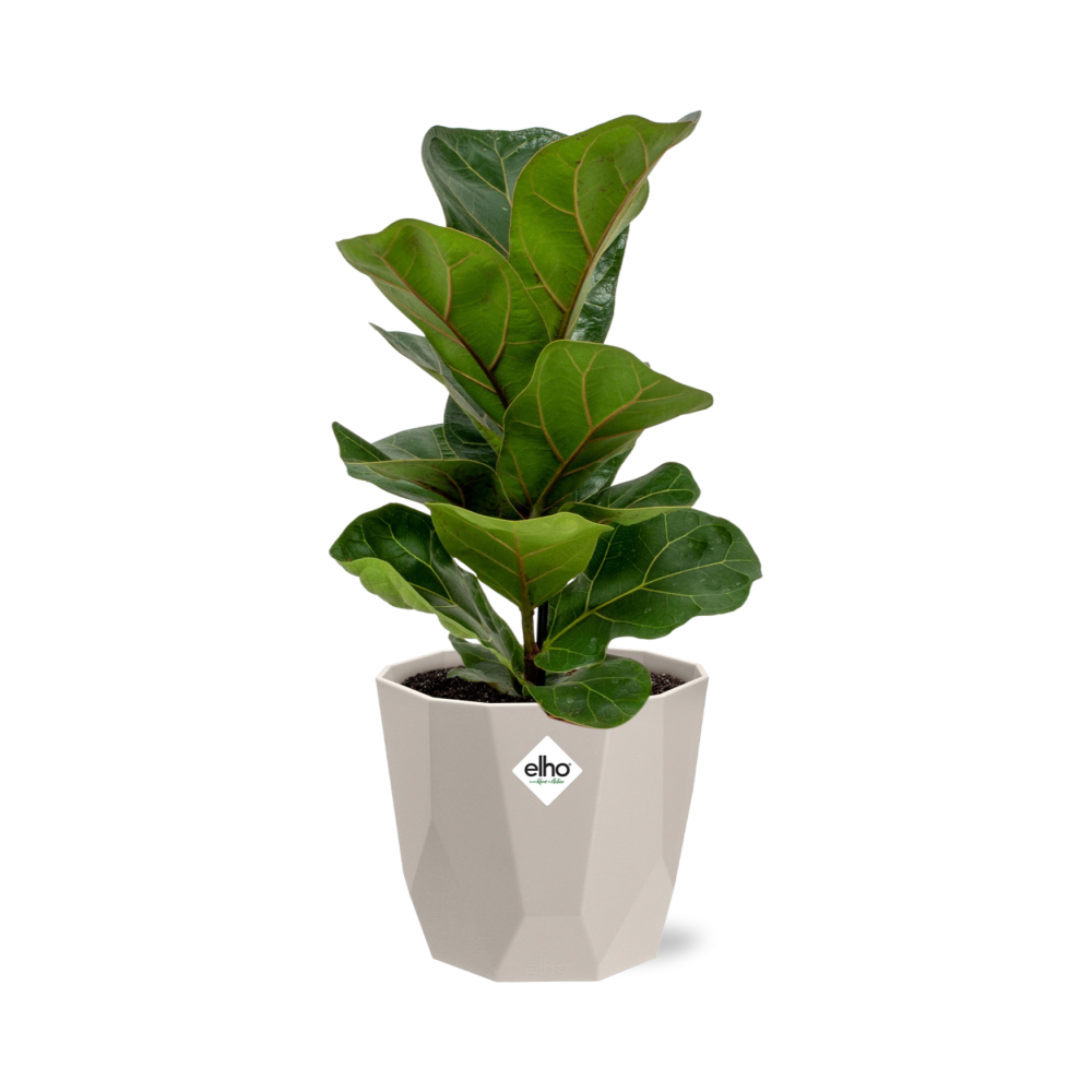 Ficus Lyrata ‘Bambino’ im ELHO b.for rock Topf 14 cm warm grey