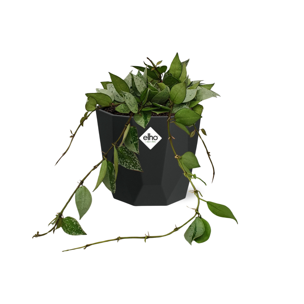 Hoya Krohniana Eskimo – Pflegeleichte Wachsblume im 14cm Topf