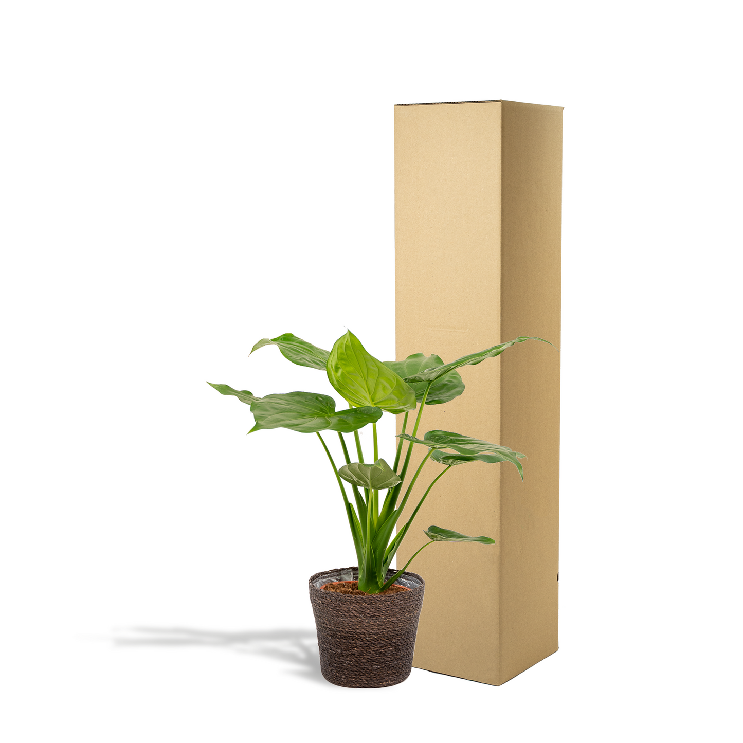 Alocasia Cucullata Ø19cm – Tropisches Elefantenohr mit Korb