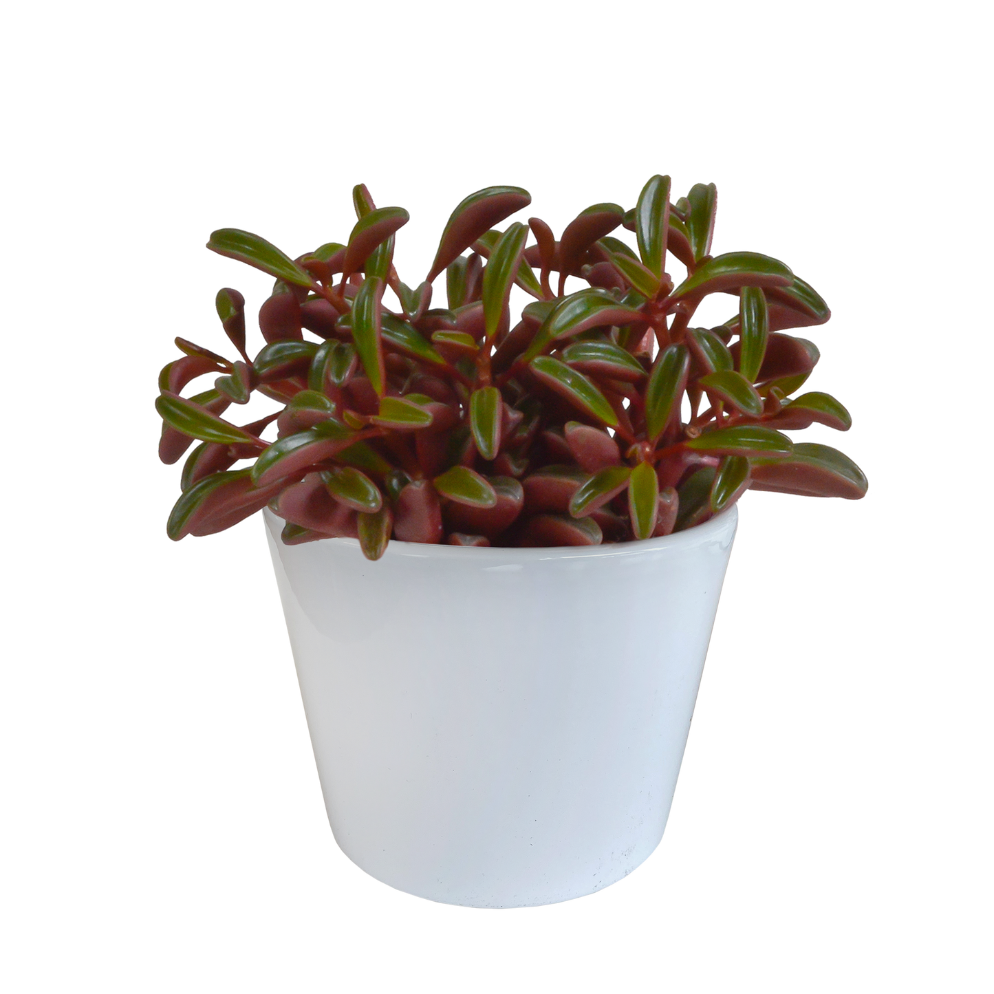 Peperomia graveolens – pflegeleichte Designerpflanze im weißen Topf