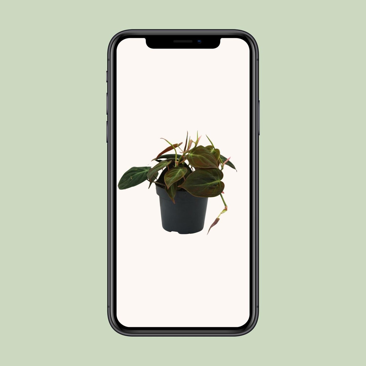 Philodendron Micans – Pflegeleichte & elegante Zimmerpflanze Ø12cm