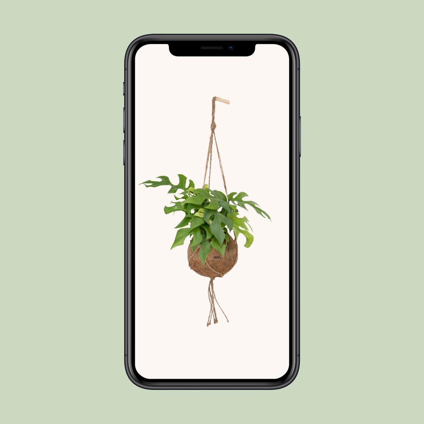 Kokedama Monstera Minima – Stilvolle Lochpflanze Ø15cm