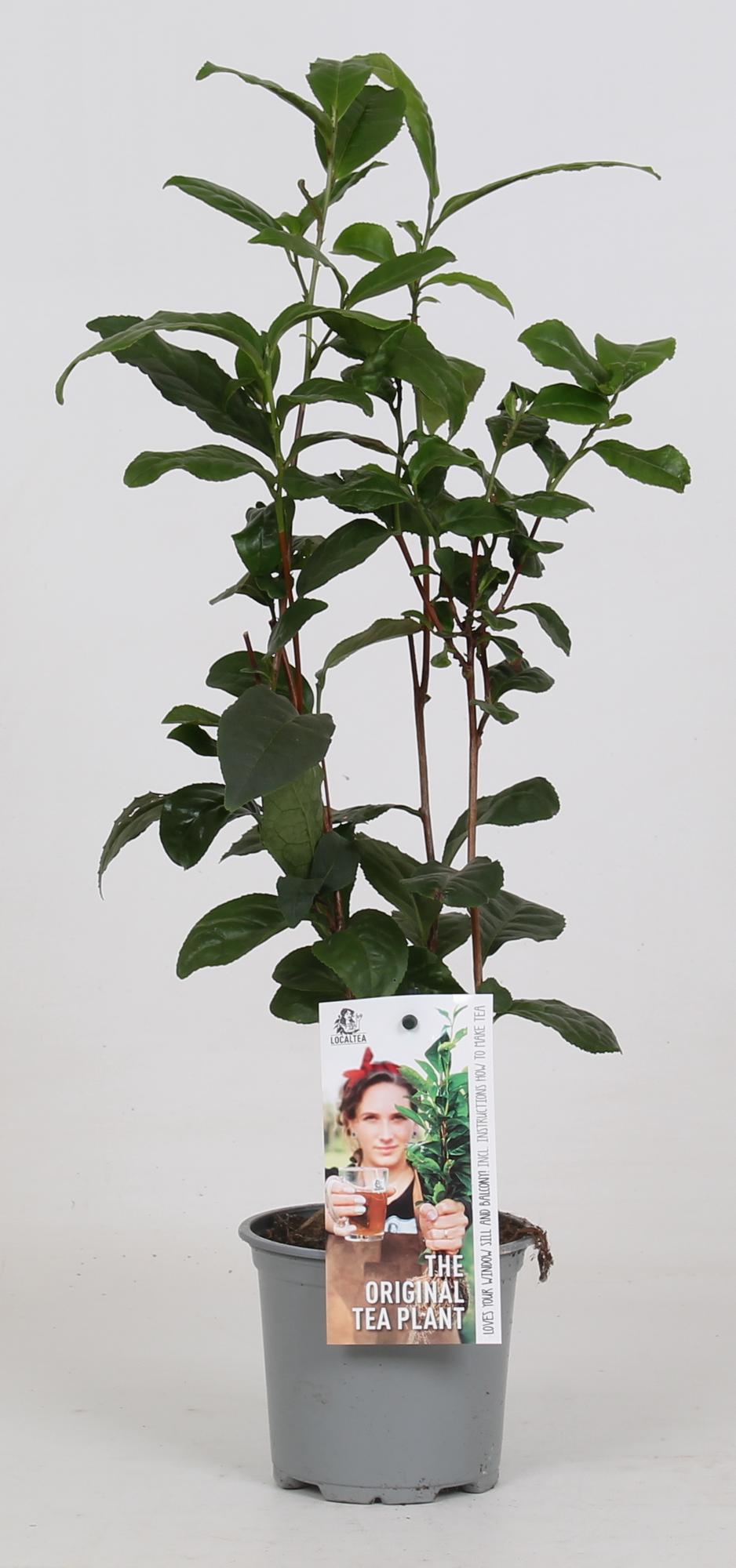Camellia Sinensis – Teepflanze Ø12 cm, Höhe 40 cm