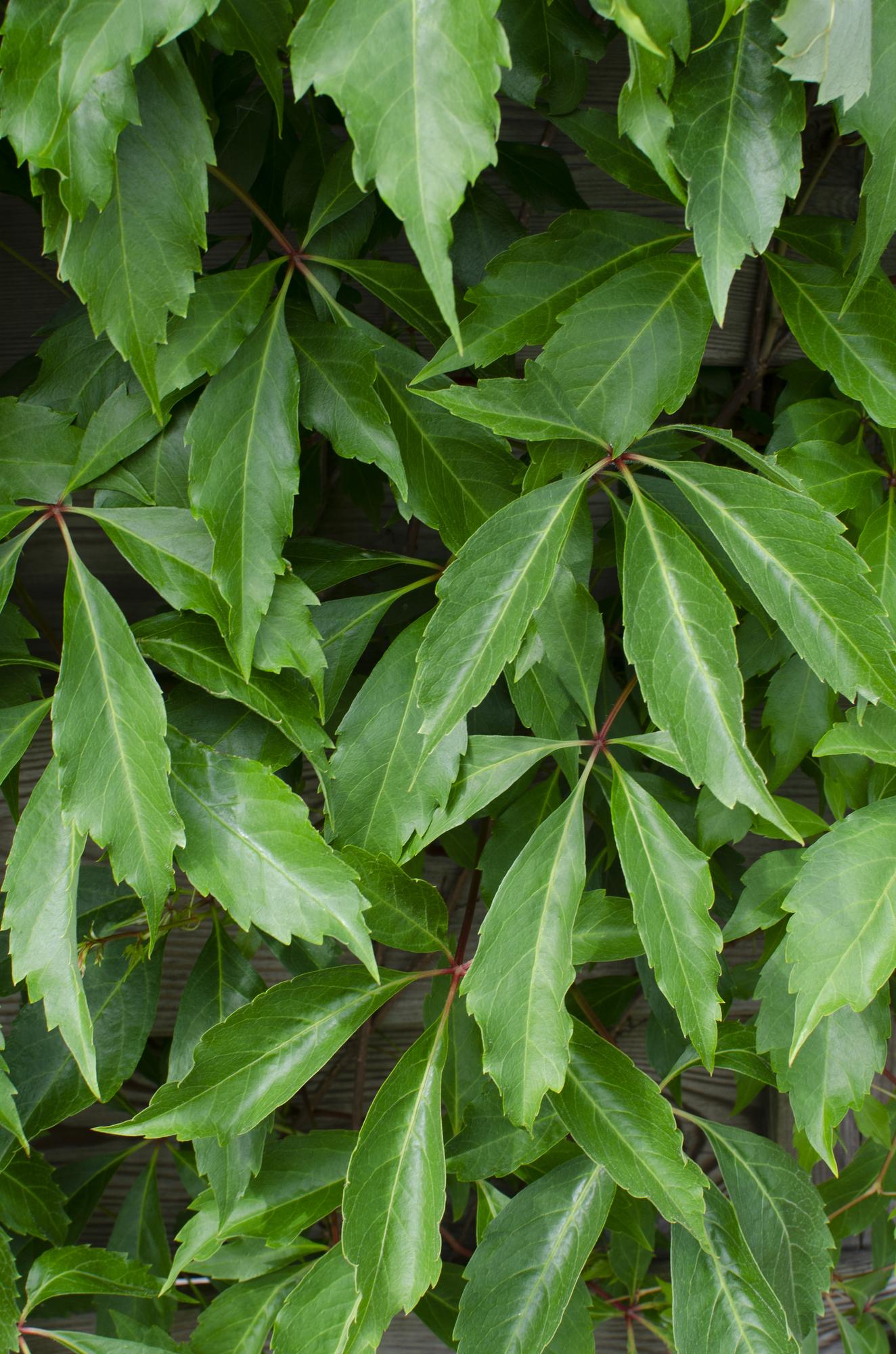 Parthenocissus quinquefolia Engelmannii – Selbstkletternde Kletterpflanze