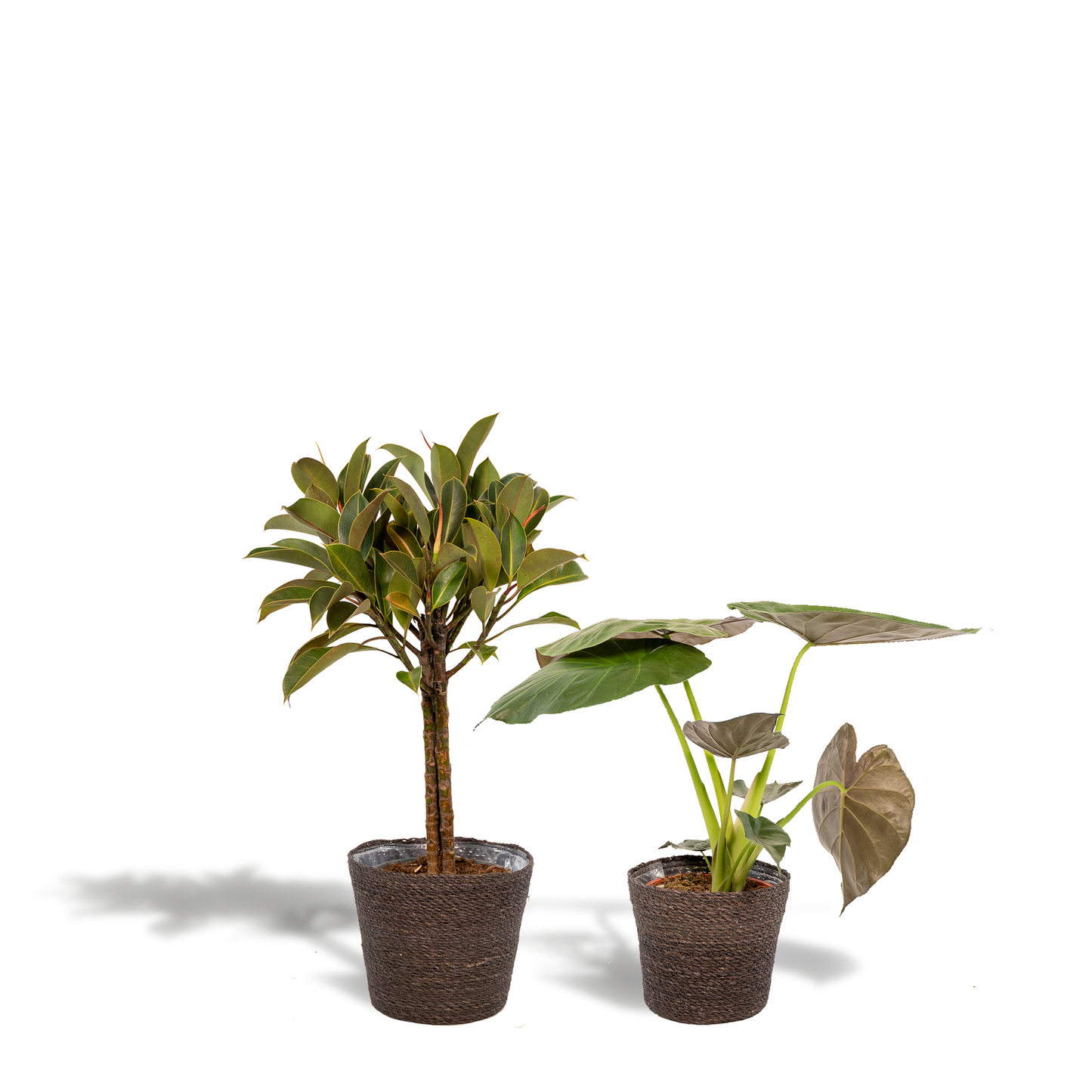 Ficus Elastica Melany & Alocasia Wentii im Korb Ø21cm/Ø19cm