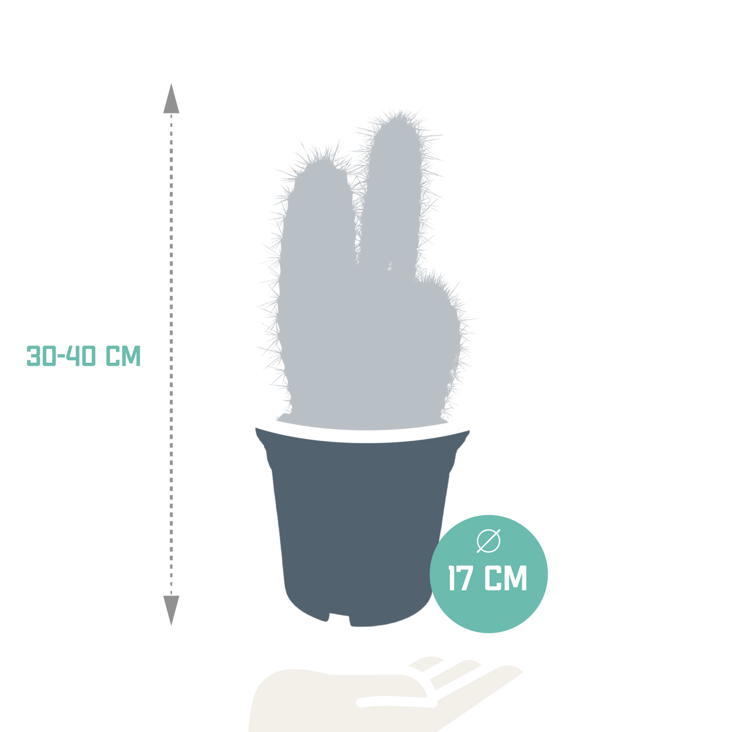 Pilosocereus azureus – Stilvoller Säulenkaktus 17 cm