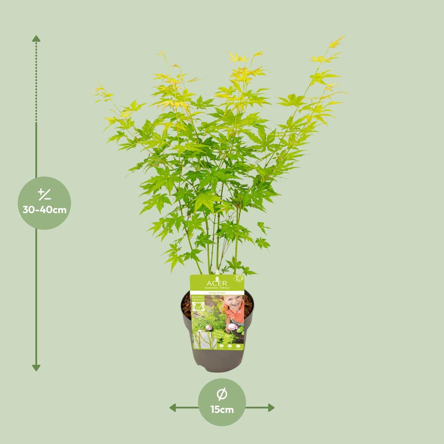 Acer palmatum Going Green – Eleganter Zimmerahorn Ø15cm