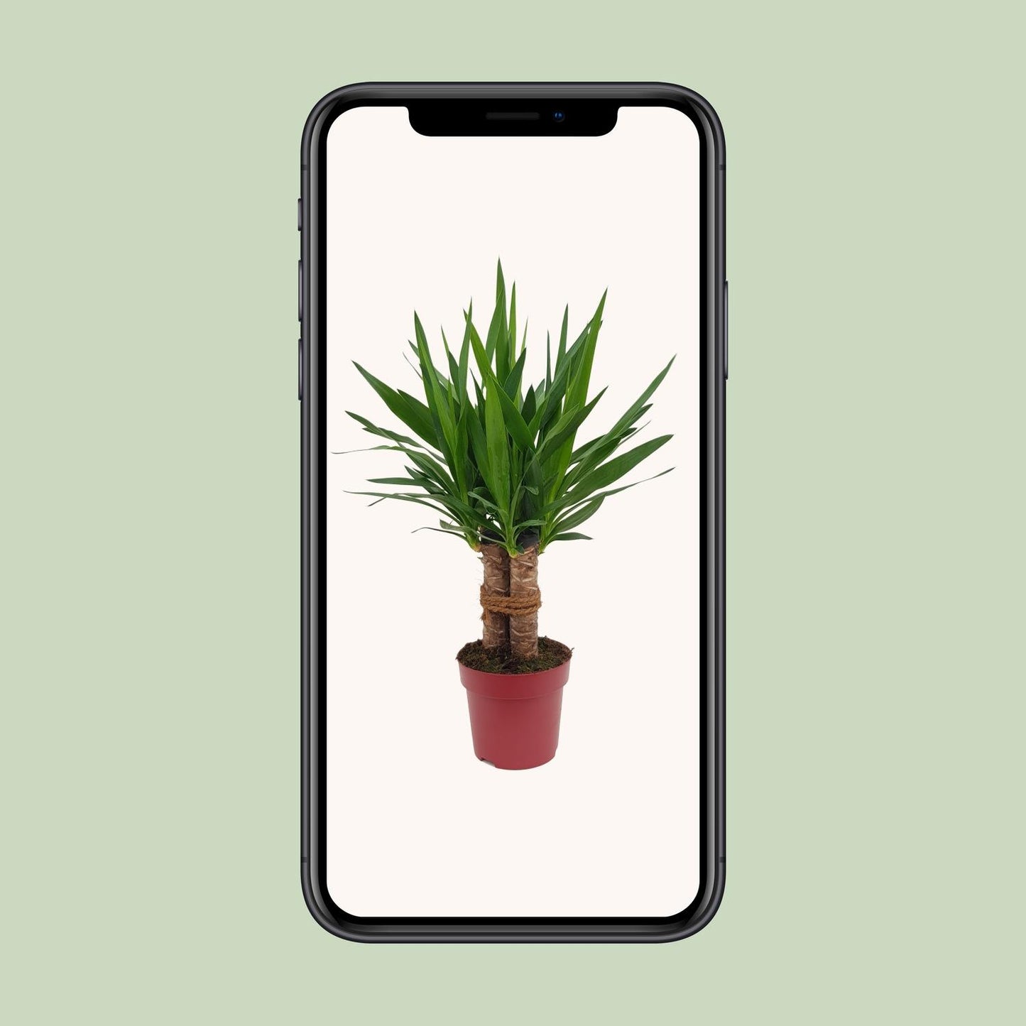 Yucca „Tres Cañas“ – pflegeleichte Zimmerpflanze Ø19cm, 70cm hoch