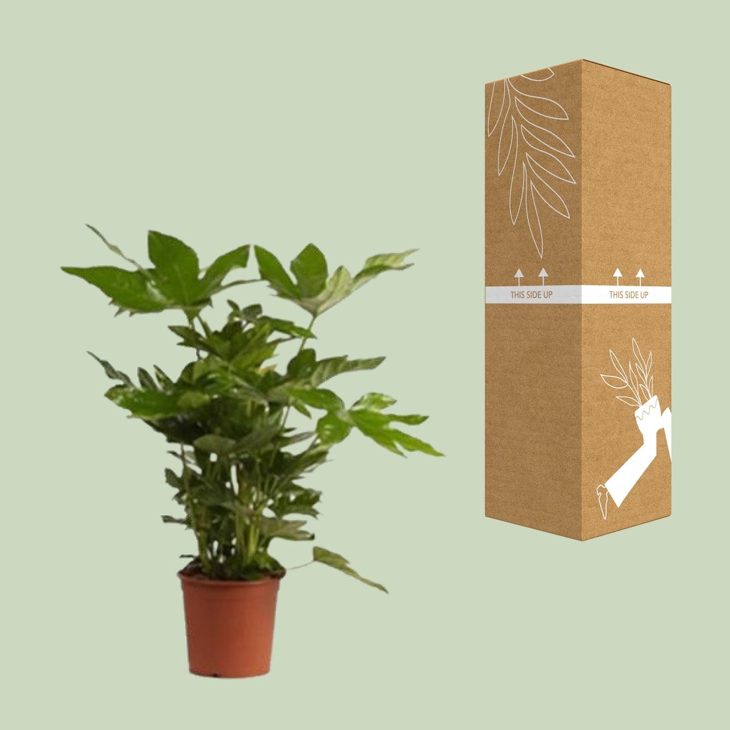 Fatsia Japonica – Pflegeleichte Zierpflanze mit großem Blatt