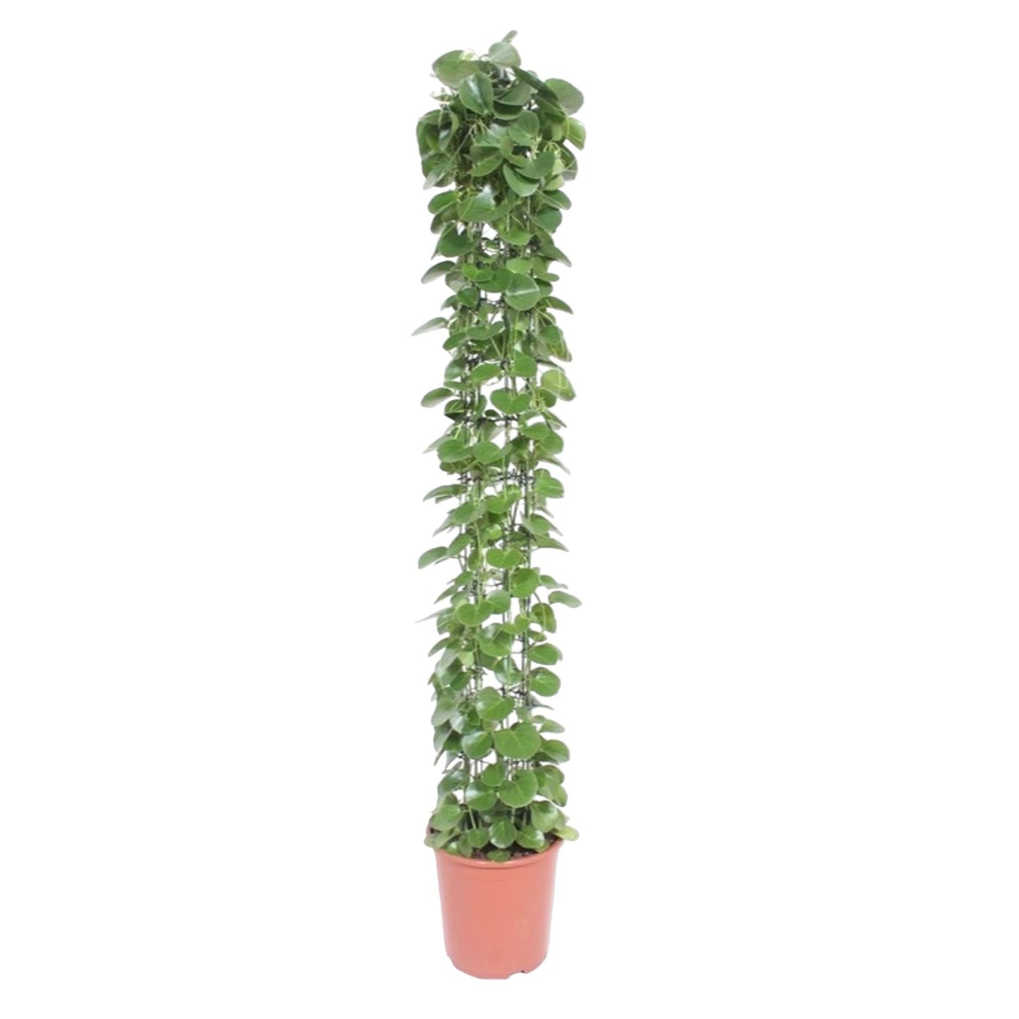Cissus rotundifolia Gaasrek – Kletterpflanze 160 cm