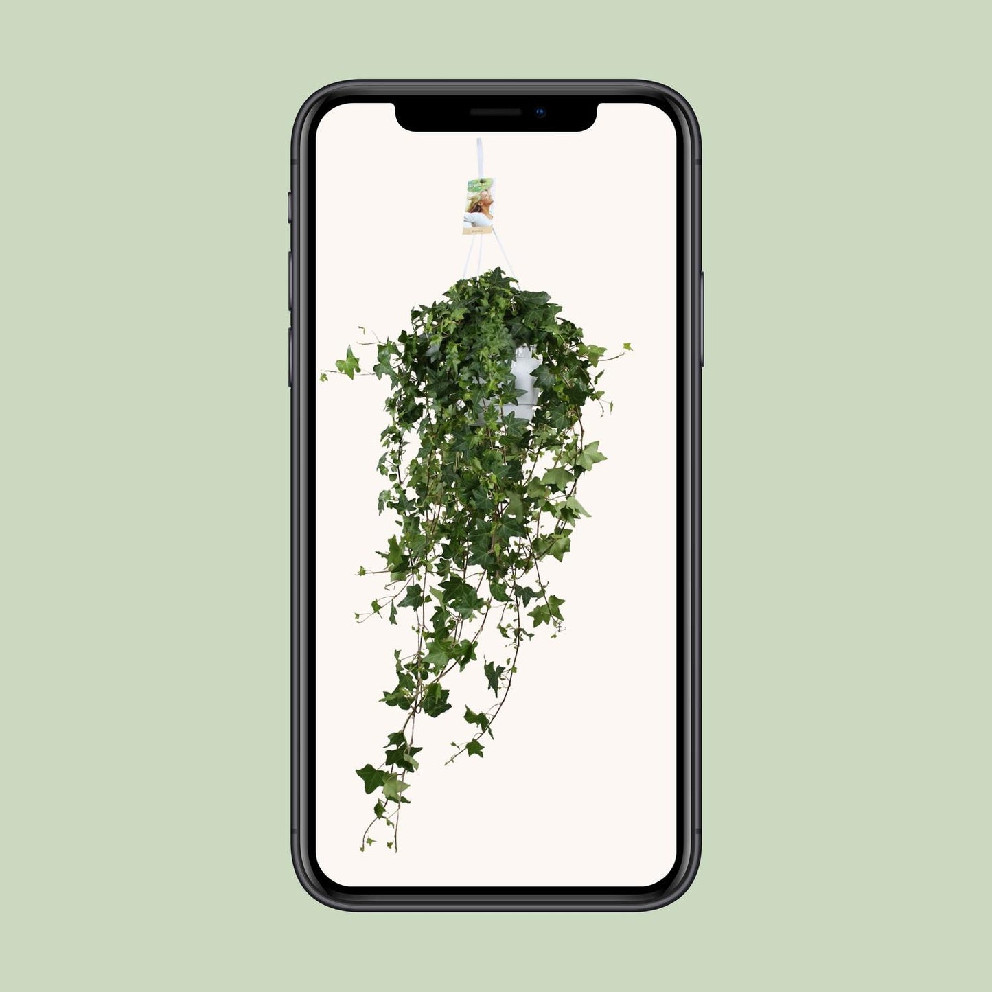 Hedera Helix Pitsburg XXL – Pflegeleichter Efeu Ø17 cm