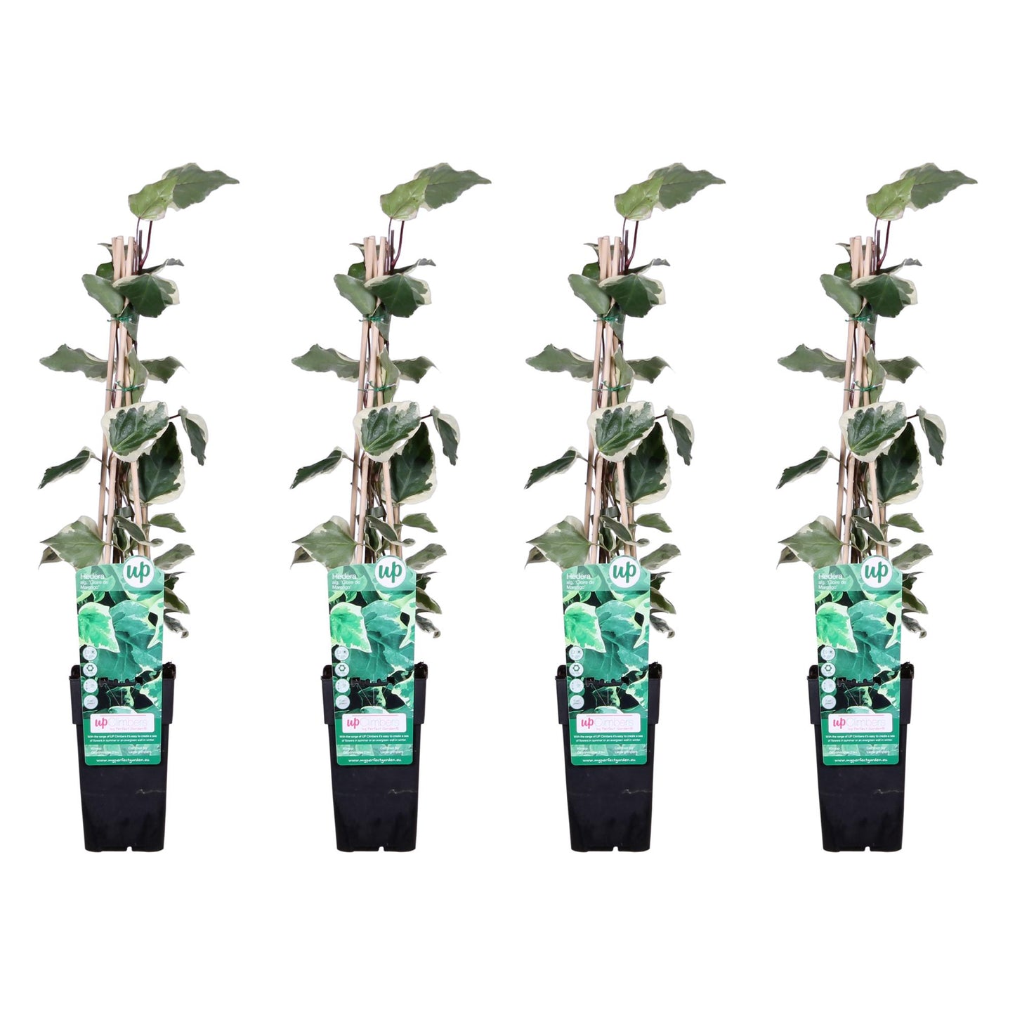 4x Hedera algeriensis 'Gloire de Maren' – Kletterpflanze Ø15cm, 65cm Höhe
