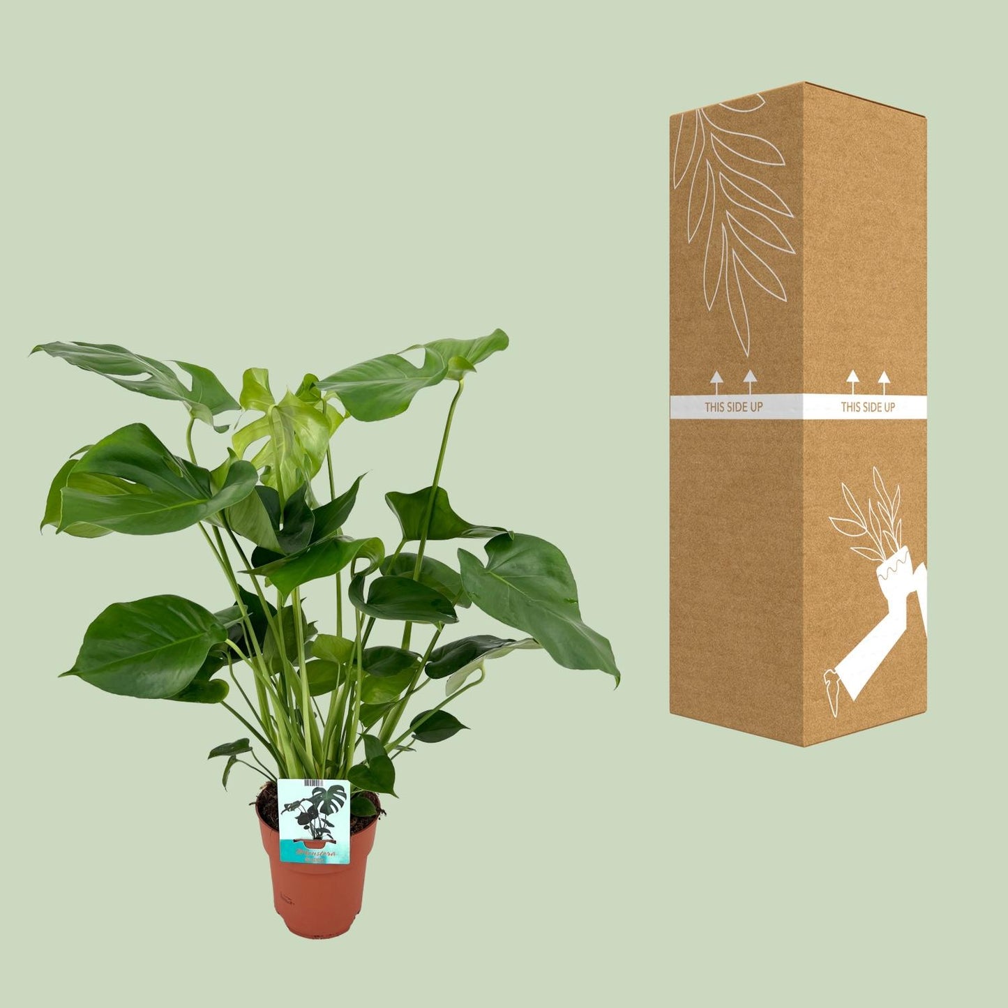 Monstera Deliciosa – Pflegeleichte XL Zimmerpflanze Ø19cm