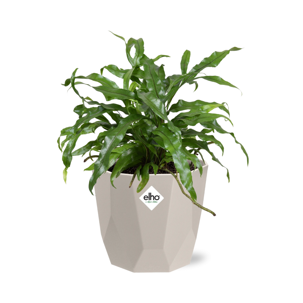 Microsorum Diversifolium – Känguru-Farn in ELHO b.for rock 14 cm warm grey