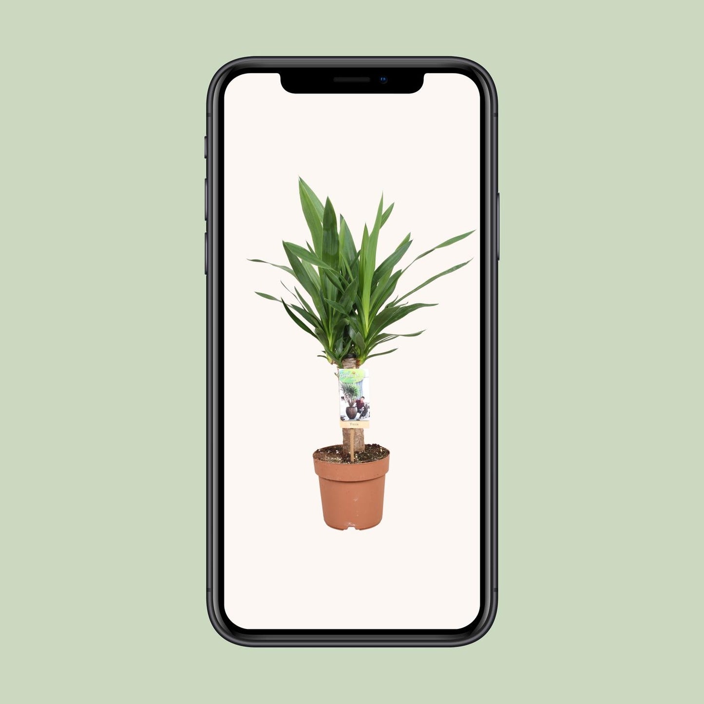 Yucca Elephantipes – Pflegeleichte & elegante Zimmerpflanze Ø17cm