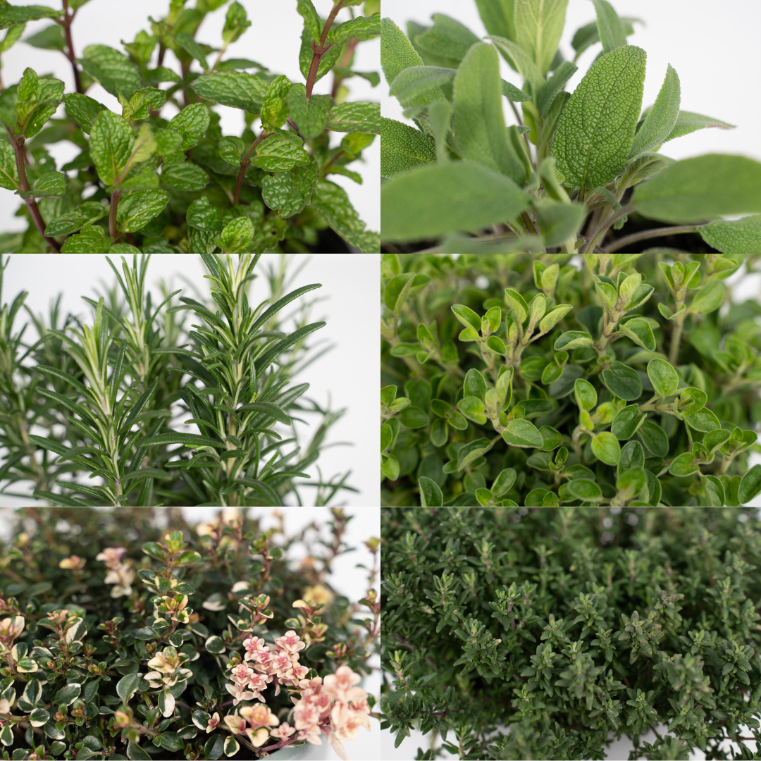 Pflegeleichte Gartenkräuter Mischung im 14 cm Topf