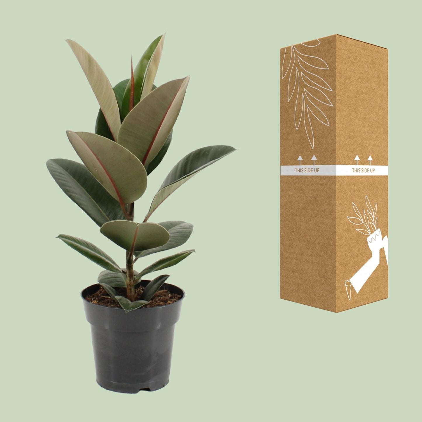 Ficus Elastica Robusta – Pflegeleichter Gummibaum Ø17cm
