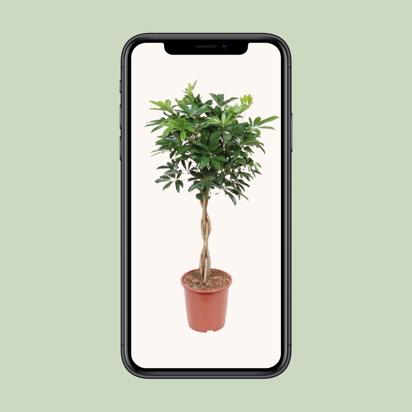 Schefflera Arboricola Compacta – Elegante Schirmpflanze Ø27cm