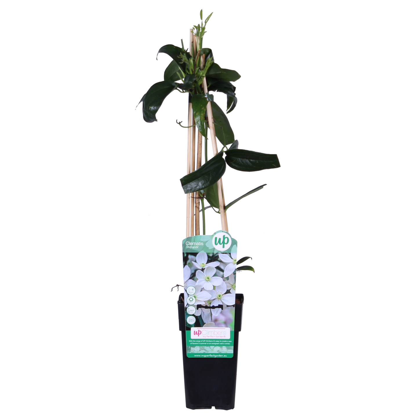 Clematis armandii – Immergrüne Kletterpflanze Weiß Ø15cm