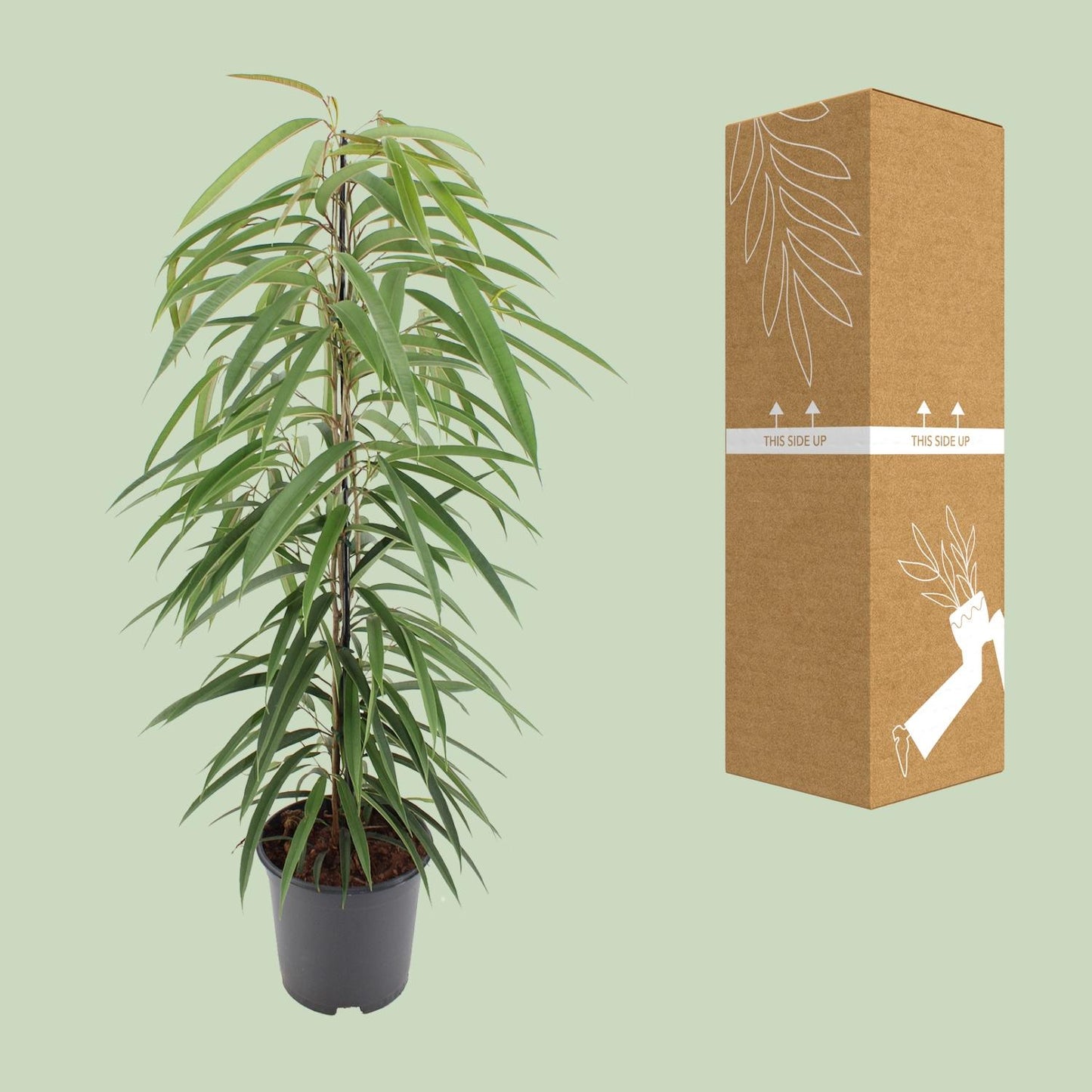 Ficus Binnendijkii Alii – Pflegeleichter Zimmerbaum Ø21cm, 80cm