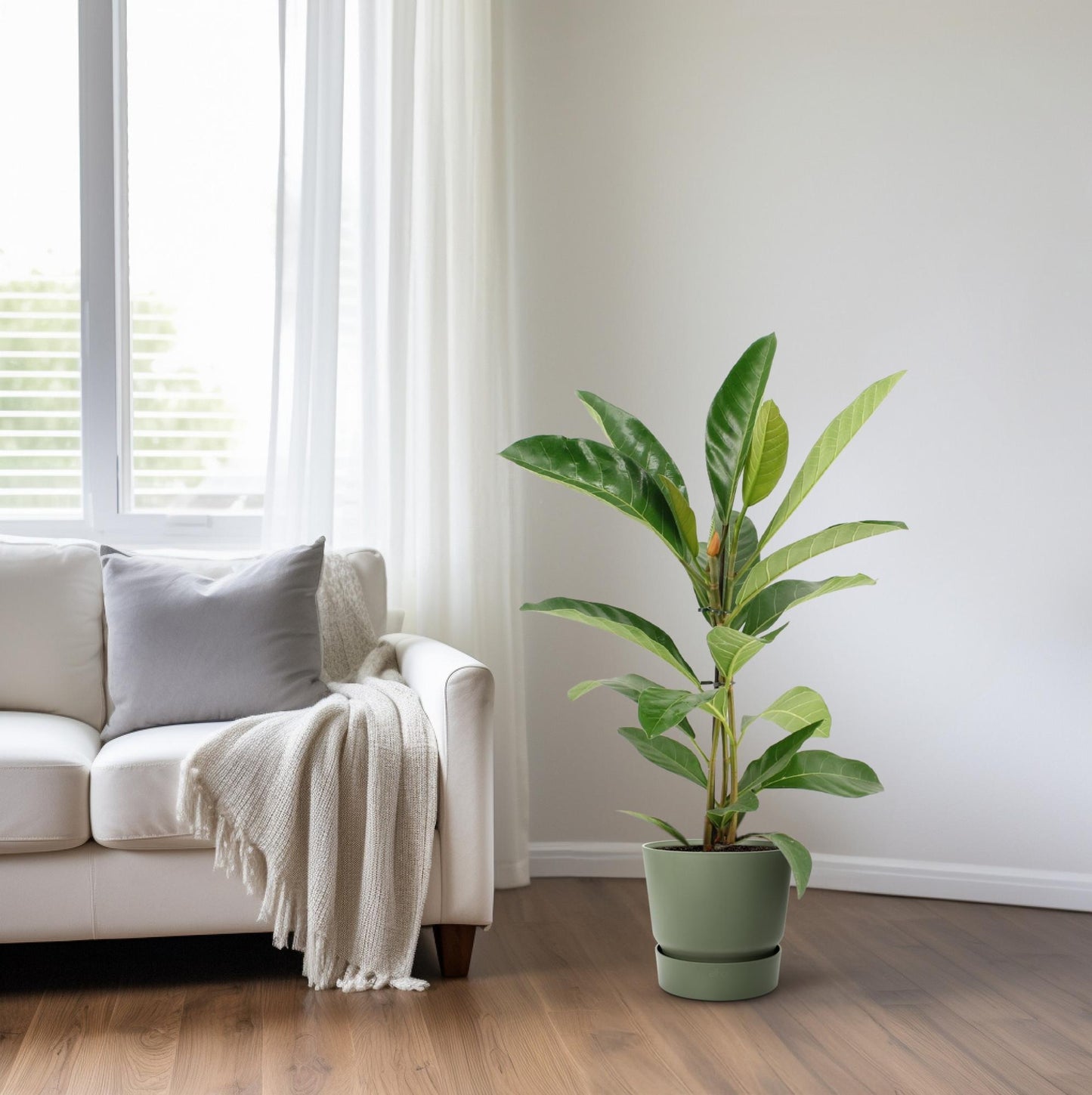 Ficus Benghalensis Roy – Pflegeleichte Zimmerpflanze Ø17cm, 70cm hoch