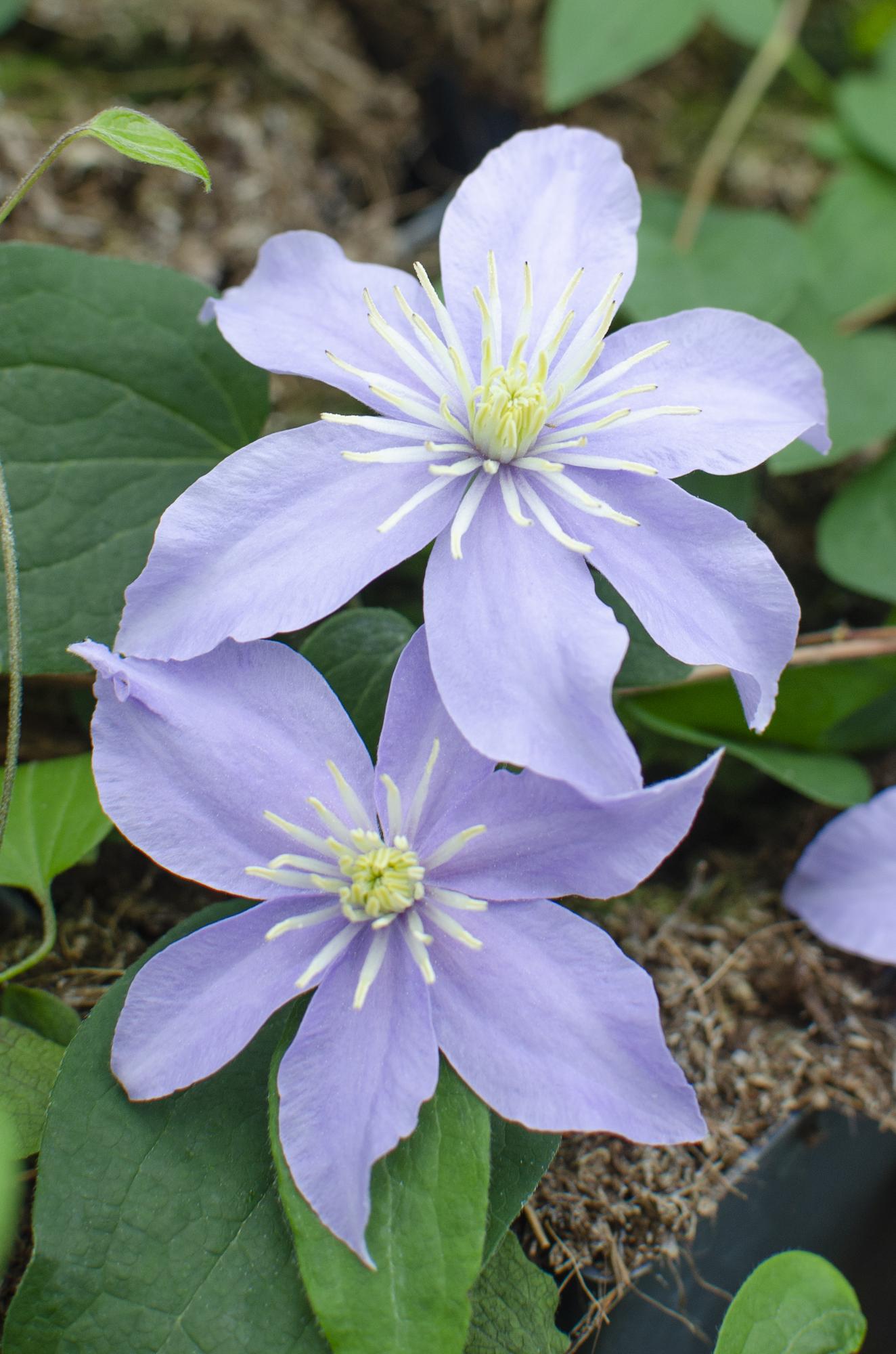 3x Clematis Justa Kletterpflanze Ø15cm, ca. 65cm hoch