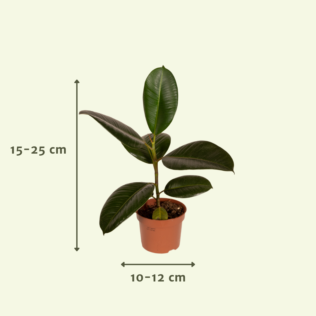 Außenseiterbox – 8 einzigartige Pflanzen Ø12cm