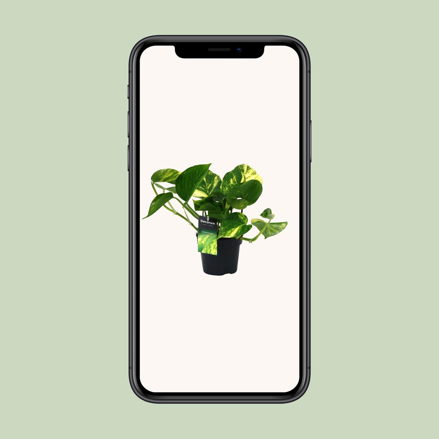 Scindapsus Aureum – Pflegeleichte Zimmerpflanze Ø12cm
