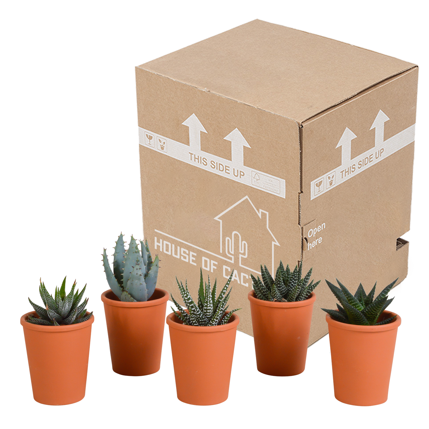 Gasteria & Haworthia Sukkulenten-Mix im Terrakotta-Topf