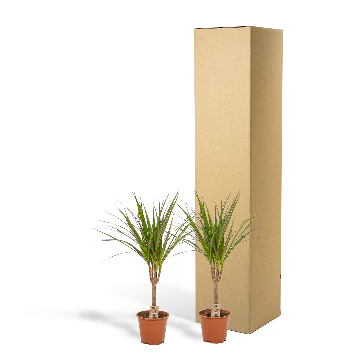 2x Dracaena (Drachenbaum) – Ø14cm, 60cm Höhe