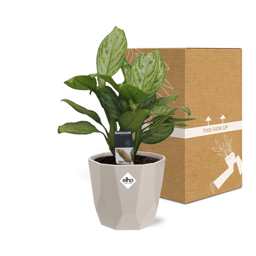 Aglaonema Christina – Pflegeleichte Zimmerpflanze im ELHO b.for rock Topf