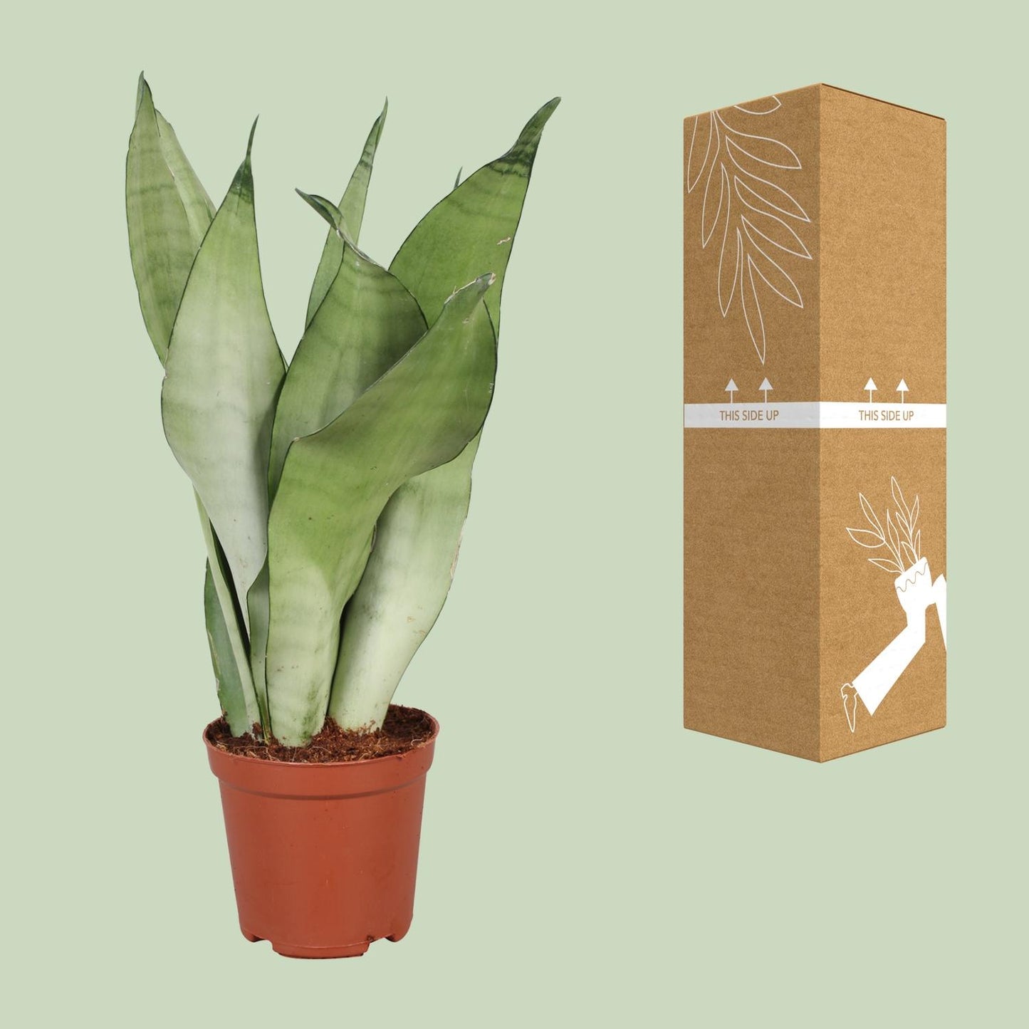 Sansevieria Trifasciata Moonshine – Pflegeleichte Schwiegermutterzunge Ø12cm