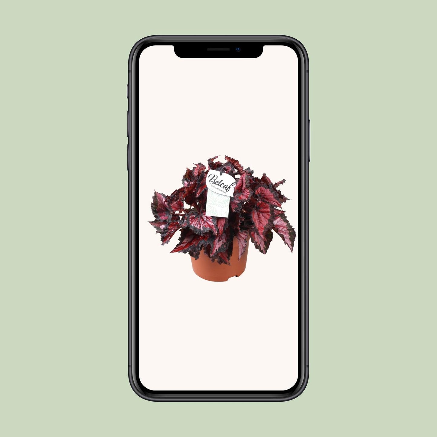 Begonia Beleaf Inca Night Ø17cm – Pflegleichte Zimmerbegonie