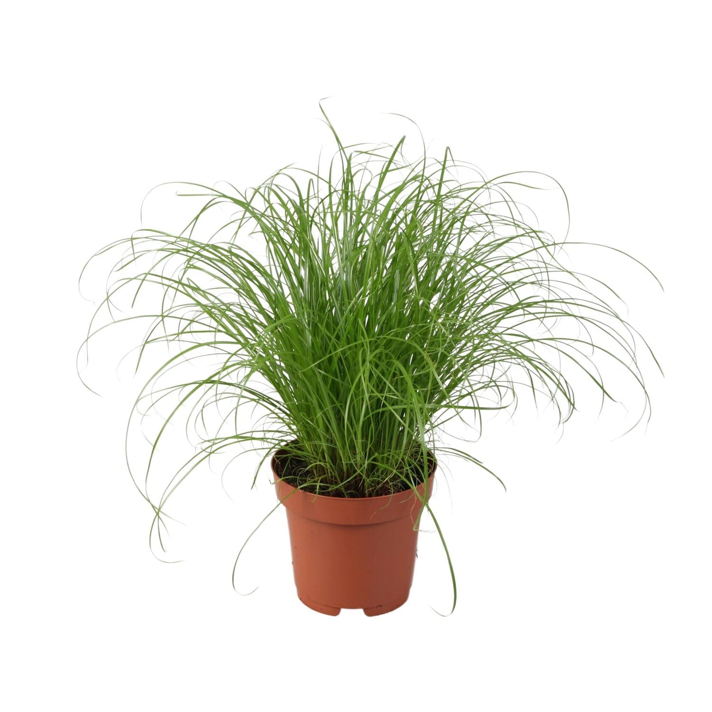 Cyperus alternifolius Zumula – elegantes Schirmgras Ø12cm