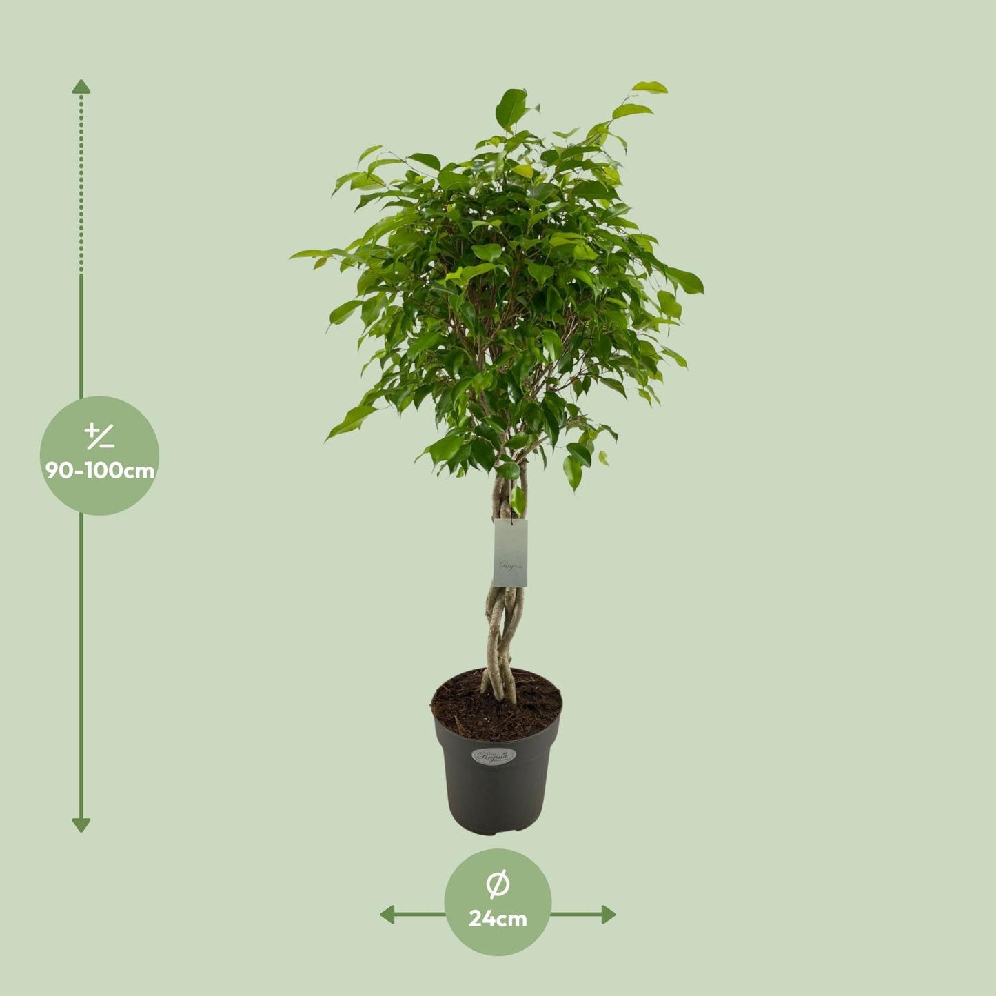 Ficus Benjamina Exotica Geflechtstamm Ø24cm, 100cm Höhe