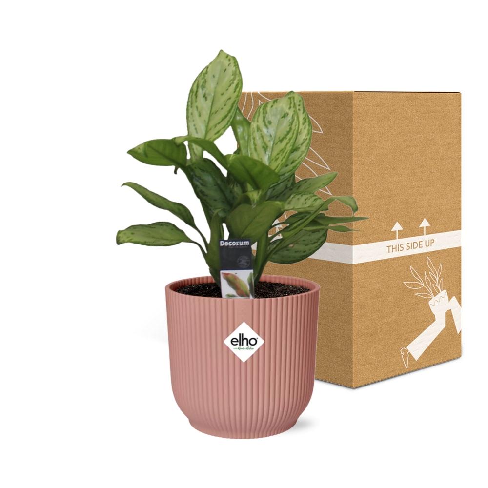 Aglaonema Christina in ELHO Vibes Fold 14cm rosa – pflegeleicht & elegant