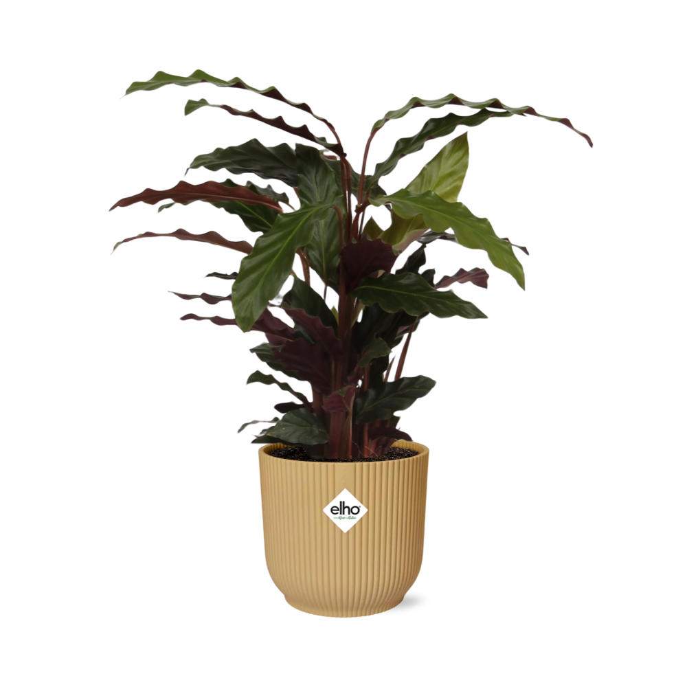 Calathea Rufibarba ‘Tropistar’ im ELHO Vibes Fold 14cm Topf