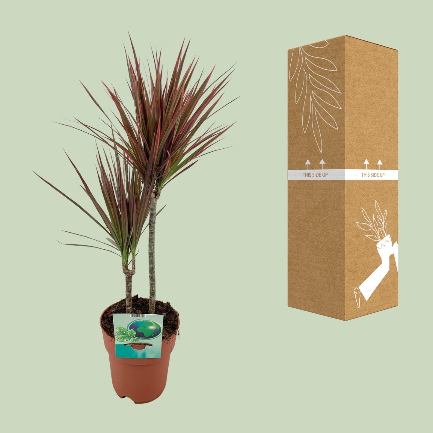 Dracaena Marginata Bicolor – Eleganter Drachenbaum Ø19cm, 70cm
