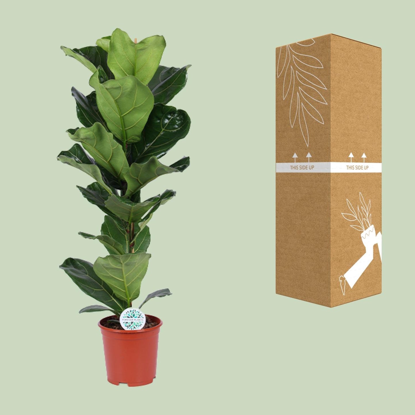 Ficus Lyrata – Elegante Geigenfeige Ø21cm, 90cm hoch