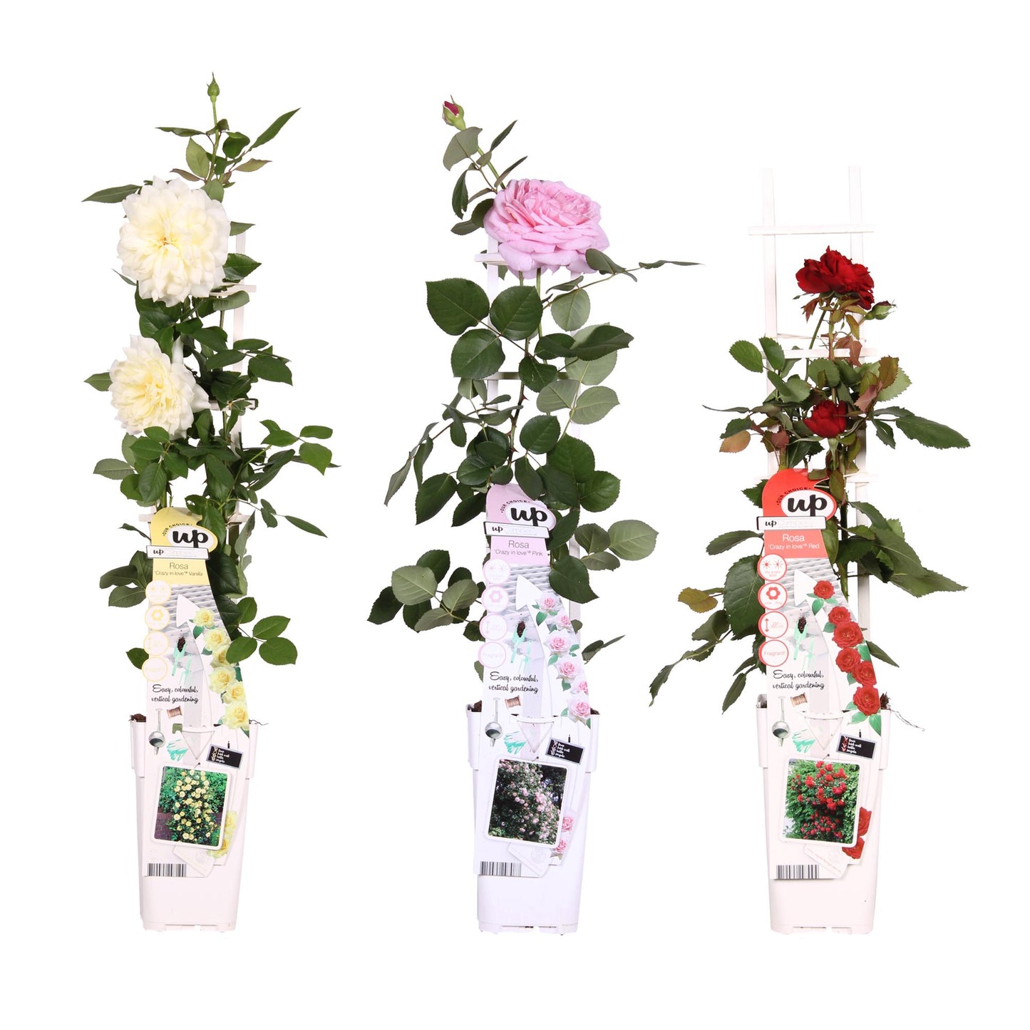 3er-Set Rosa Mix Zimmerpflanzen Ø15cm, ca. 65cm hoch