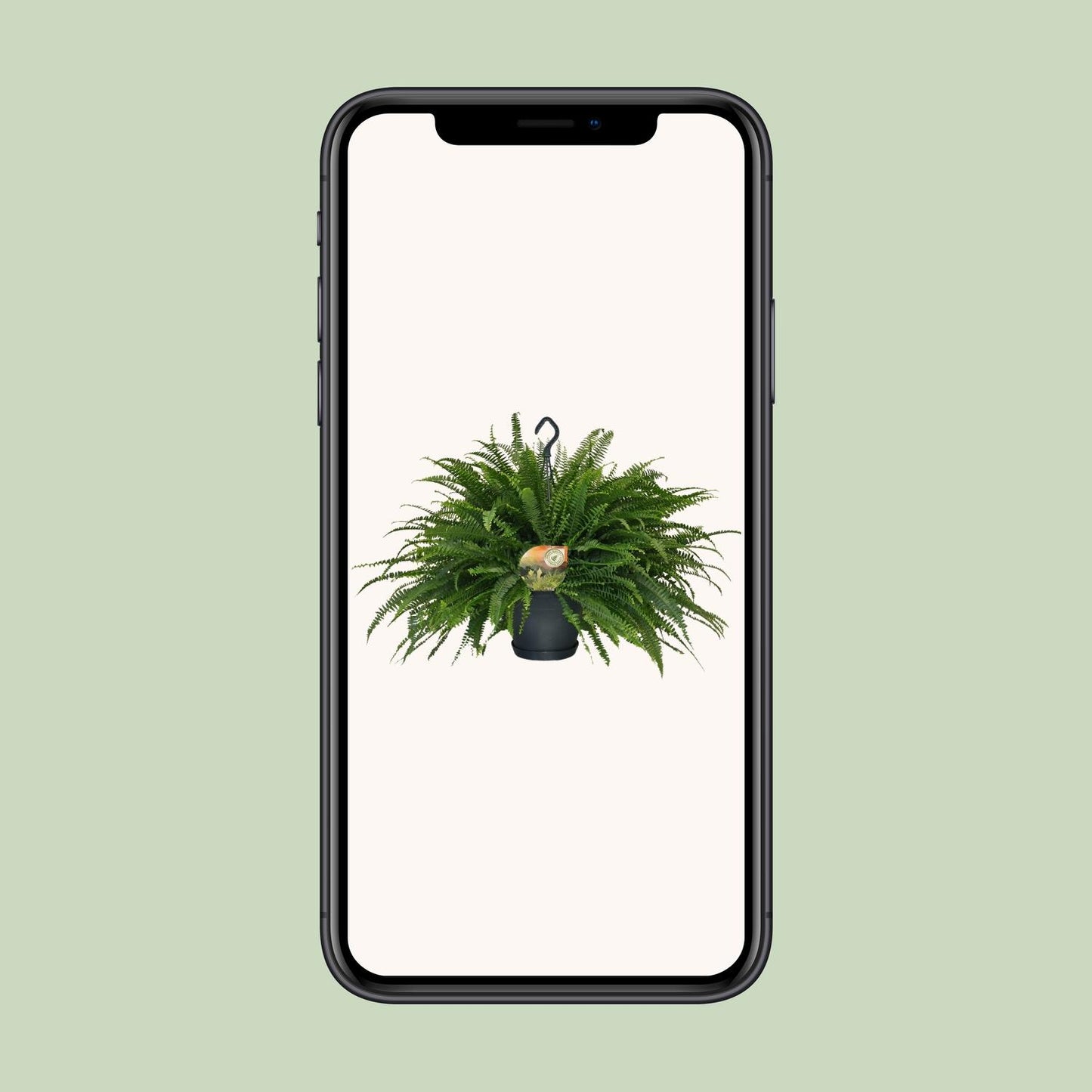 Nephrolepis Green Lady – Boston-Farn Ø20cm, Höhe 60cm