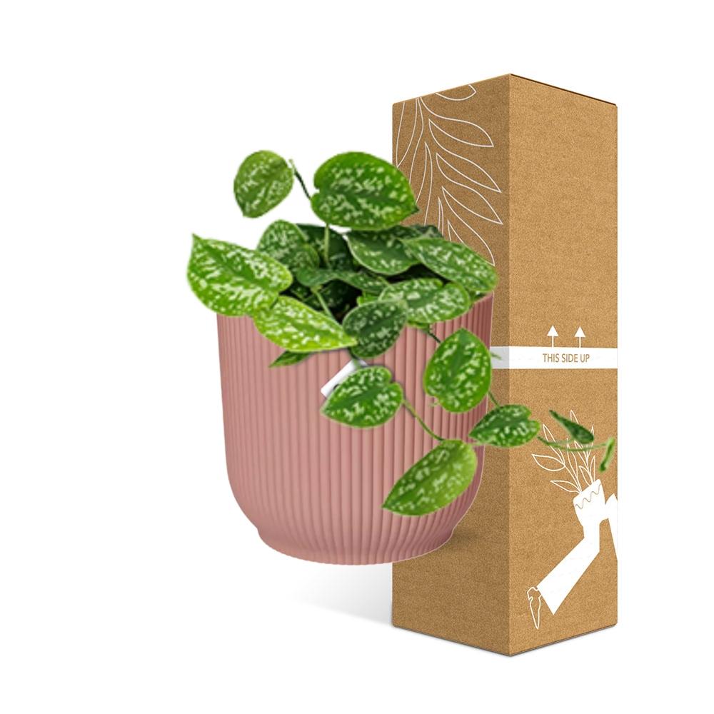 Scindapsus Pictus ‘Argyraeus’ in ELHO Vibes Fold 14cm rosa
