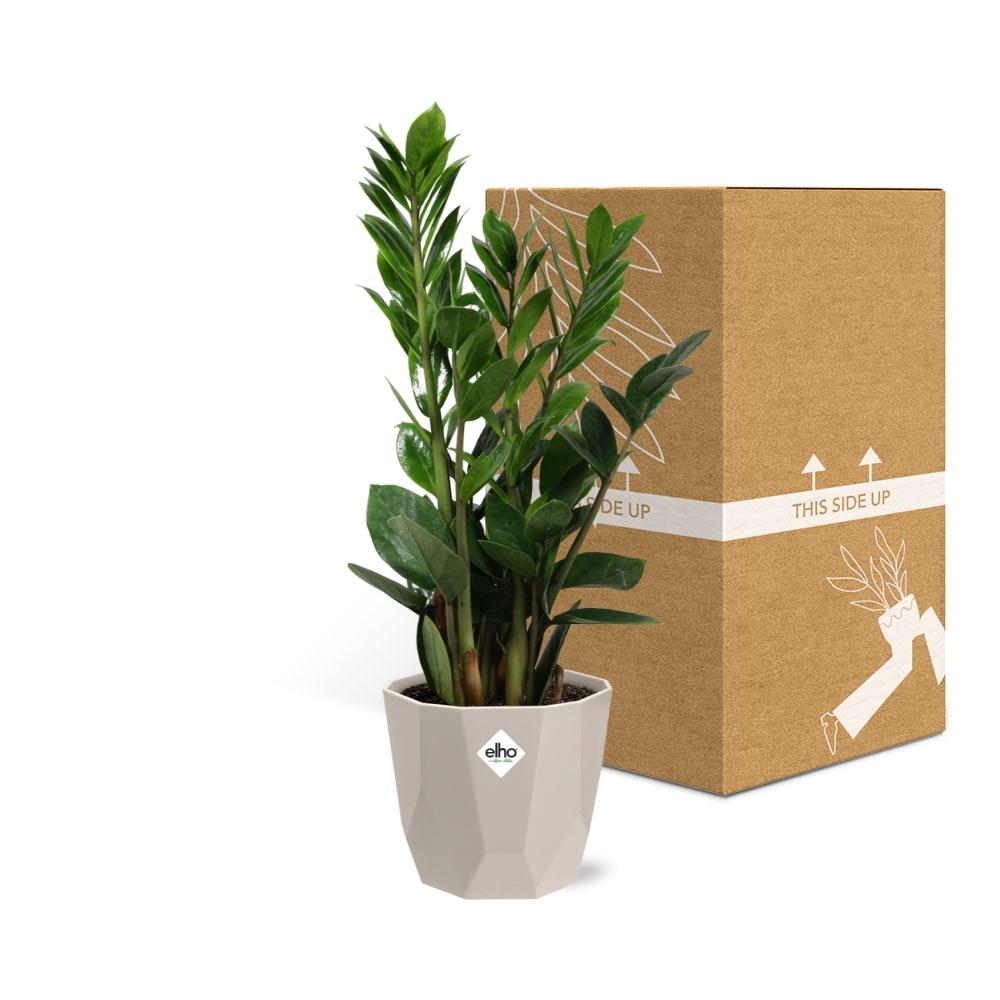 Zamioculcas (ZZ-Pflanze) 45-50 cm im ELHO b.for rock Topf