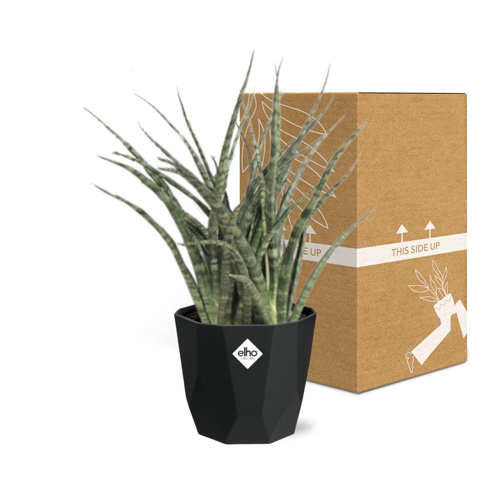 Sansevieria Fernwood Punk – Pflegeleichte Schwiegermutterzunge 14cm