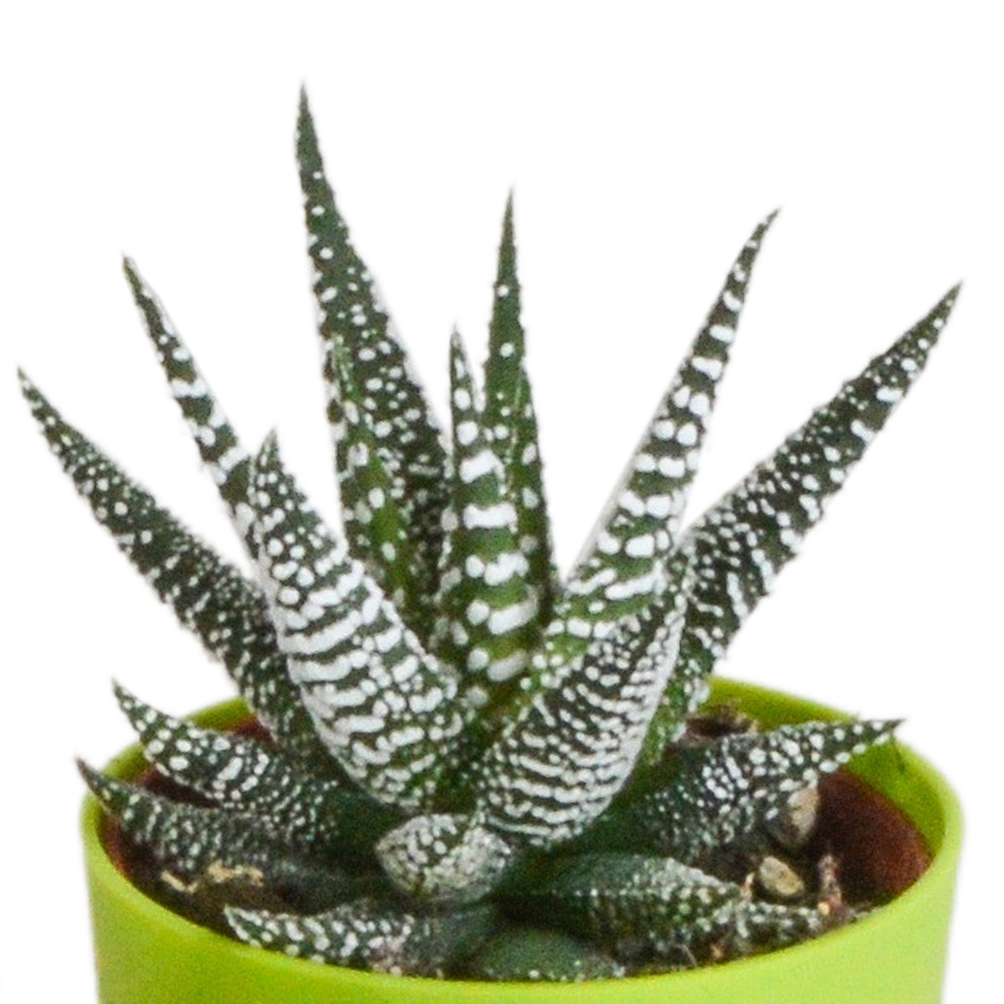 Gasteria & Haworthia Mischung im farbigen Topf 5x 5,5cm