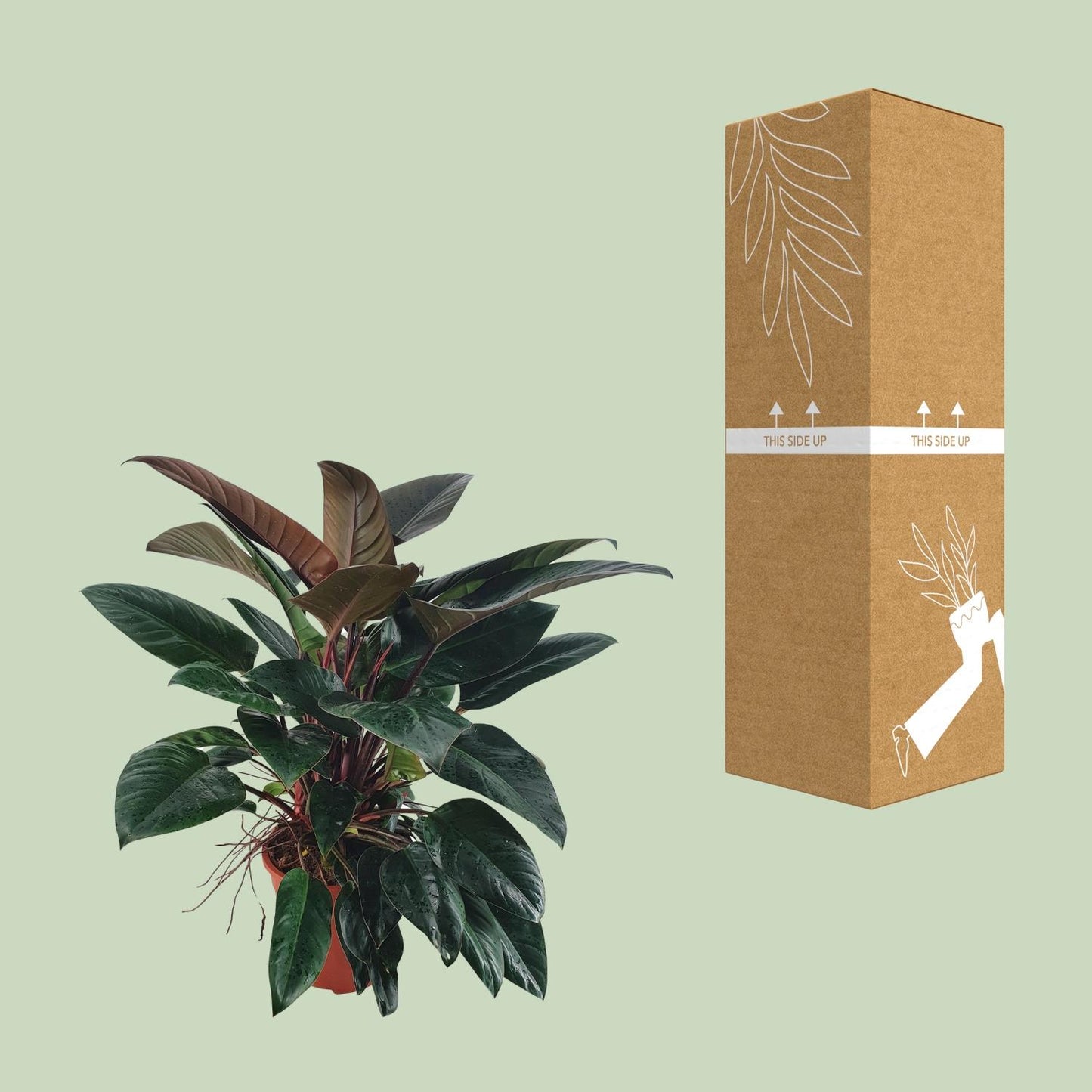 Philodendron Congo Rojo – Pflegeleichte XXL-Zimmerpflanze Ø27 cm